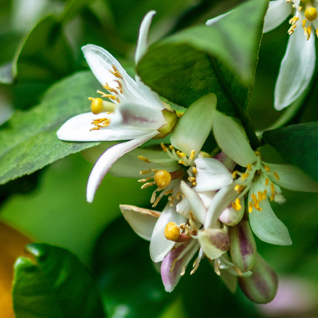 NEST New York lemon blossom note
